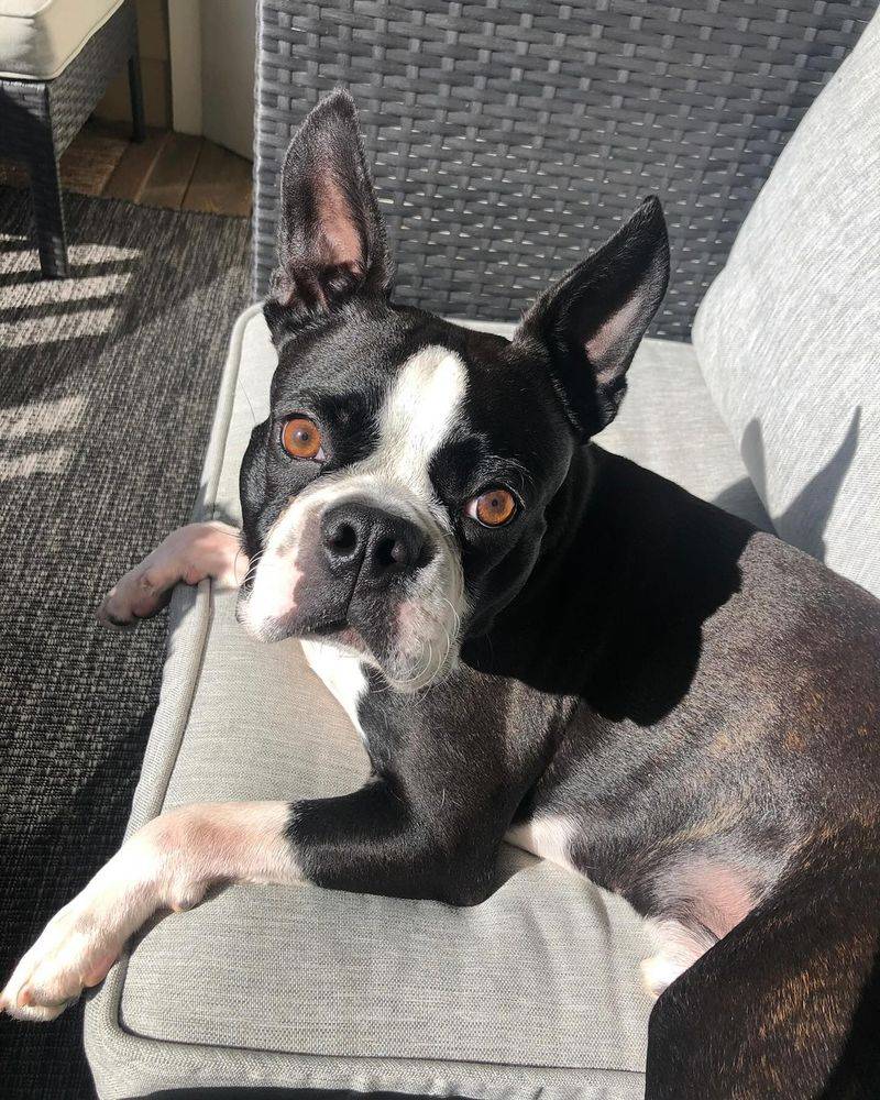 Boston Terriers: Tuxedo-Clad Charmers