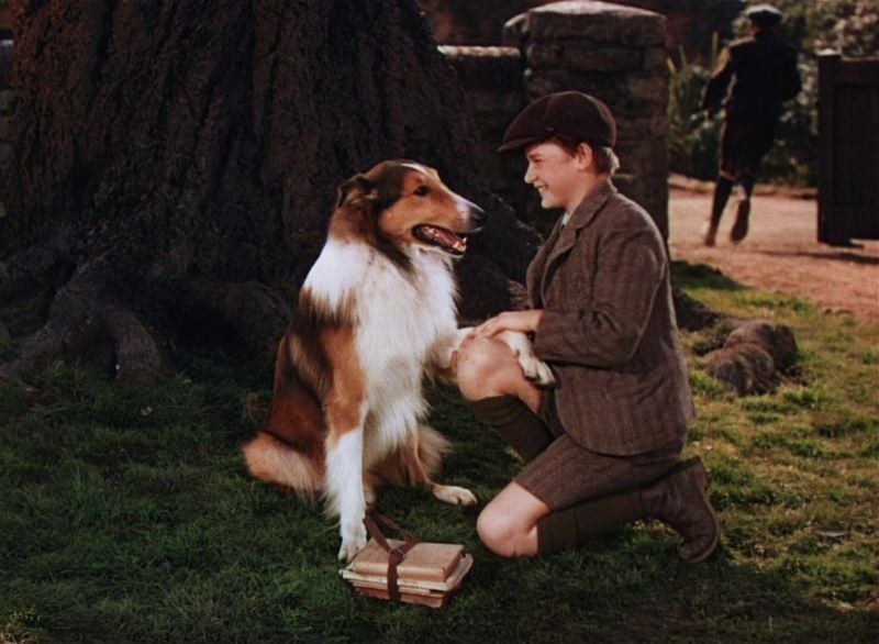 Lassie – Lassie Come Home (1943)