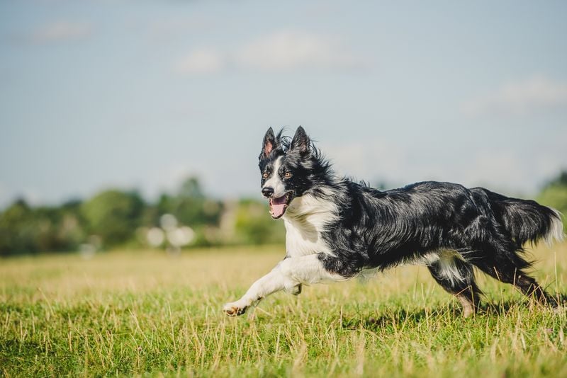 Border Collie