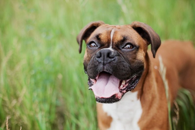 Boxer: The Emotional Comedian