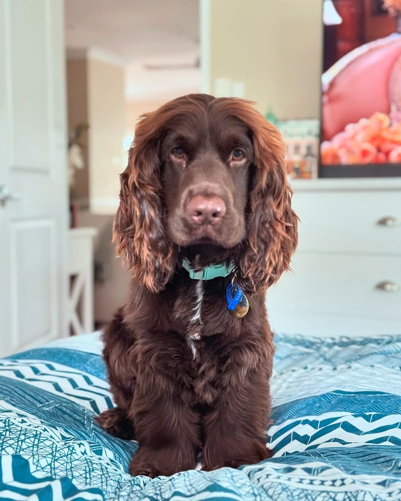 Cocker Spaniel: The All-American Sweetheart