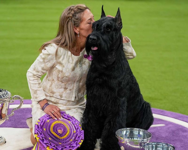 Giant Schnauzer