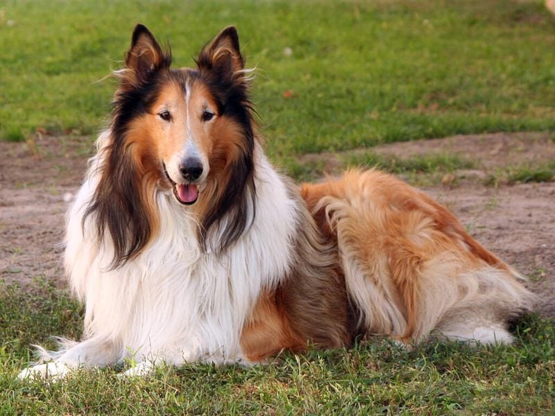 Collie (Rough and Smooth)