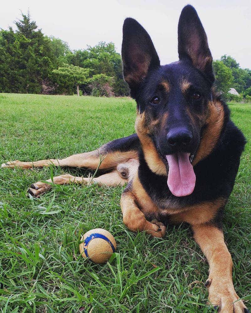 German Shepherd