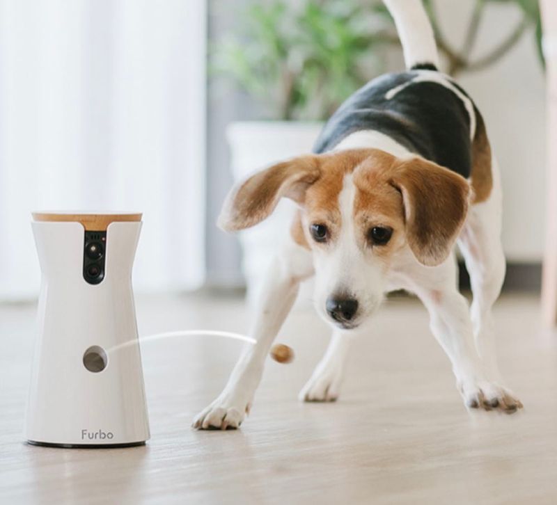 Doggy Cameras with Treat Tossers