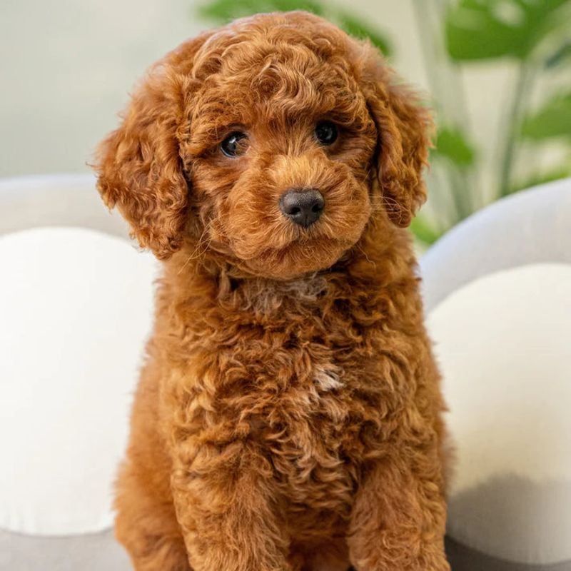 Toy Poodle: The Elegant Intellectual