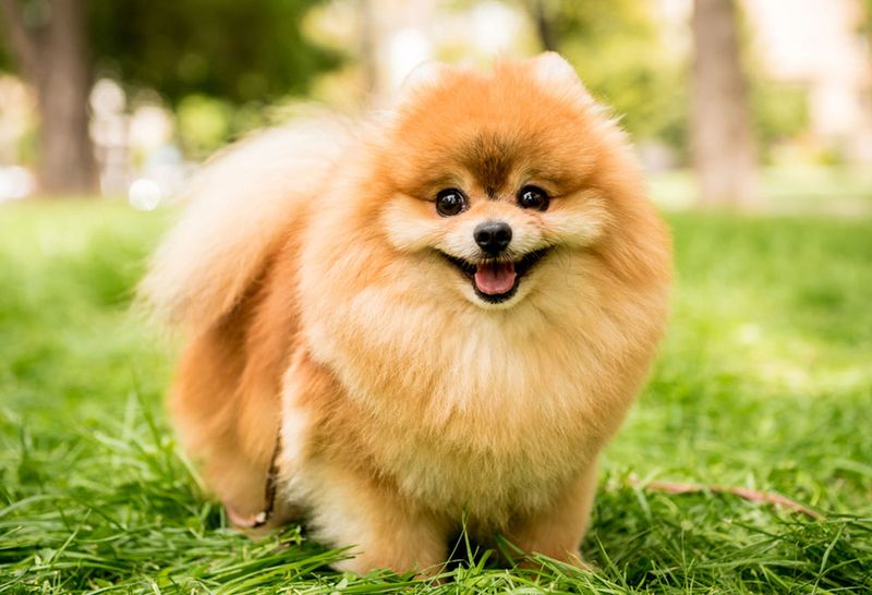 Pomeranian: Tiny Balls of Fluff and Attitude