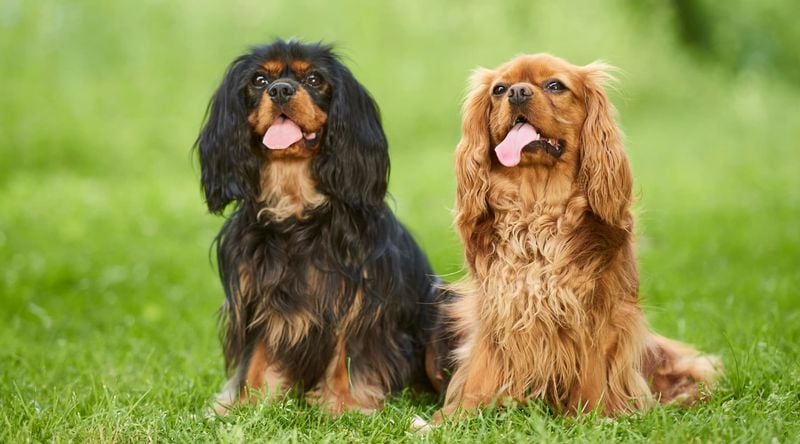 Cavalier King Charles Spaniel: The Royal Bathroom Attendant