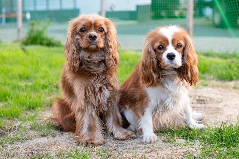 Cavalier King Charles Spaniel: The Royal Cuddle Expert
