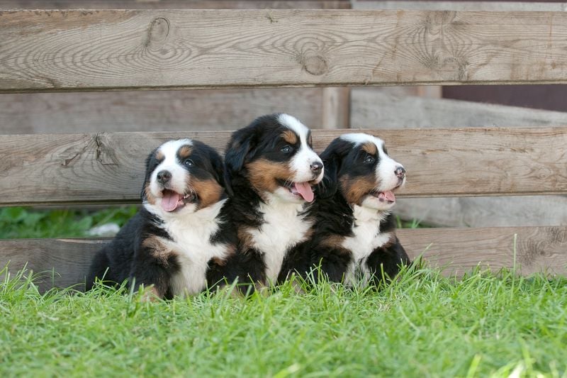 Bernese Mountain Dog: The Gentle Giant