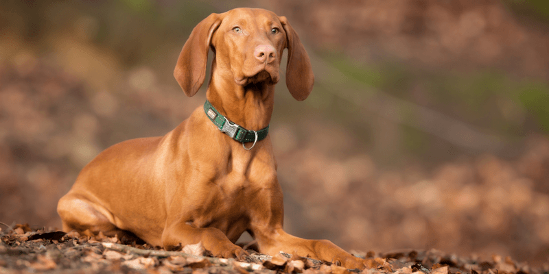 Vizsla