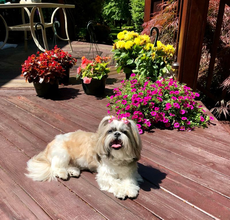 Shih Tzu