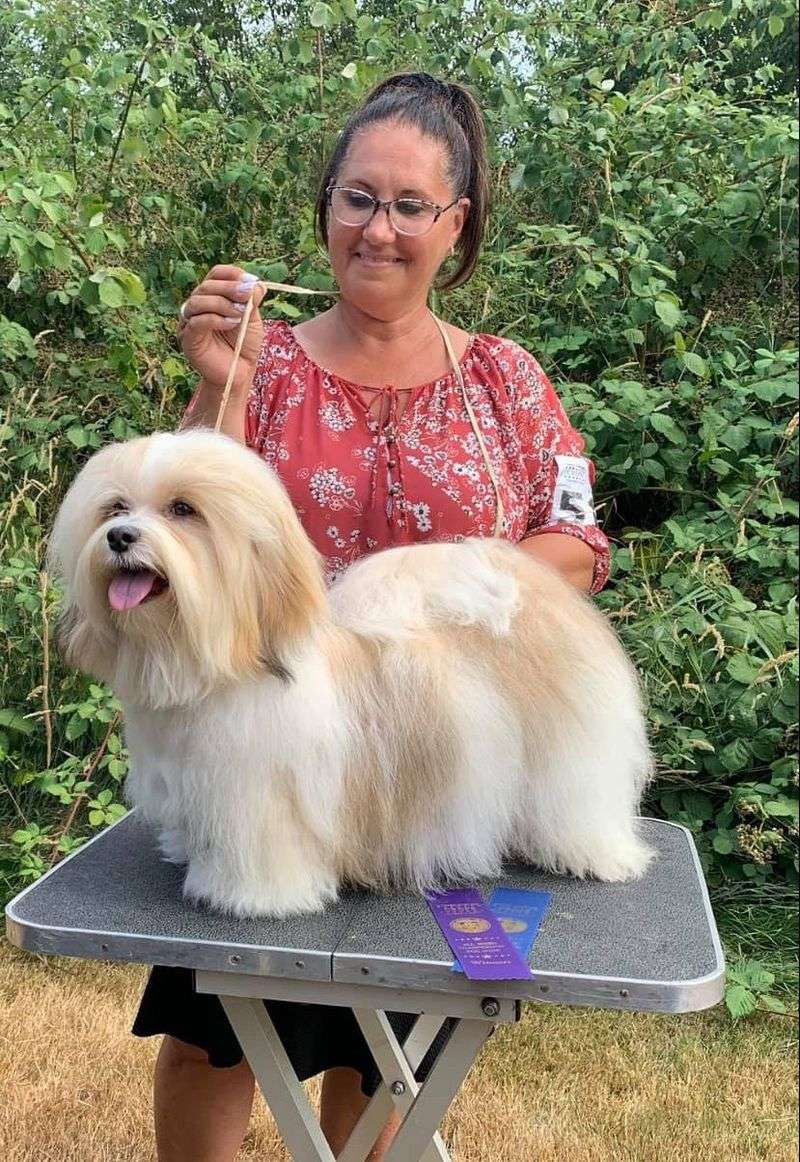 Havanese