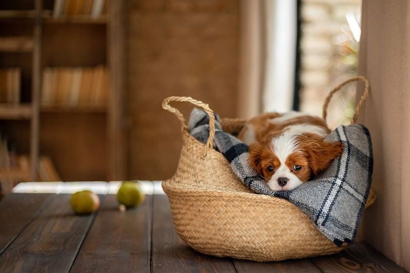 Guard Dog Abilities That Fall Completely Flat