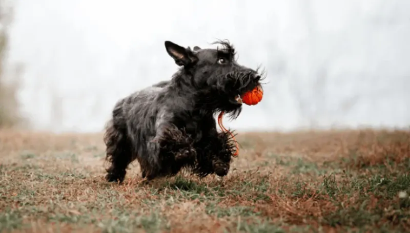 Scottish Terrier