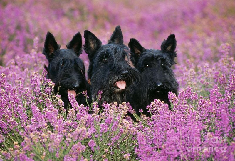 Scottish Terrier