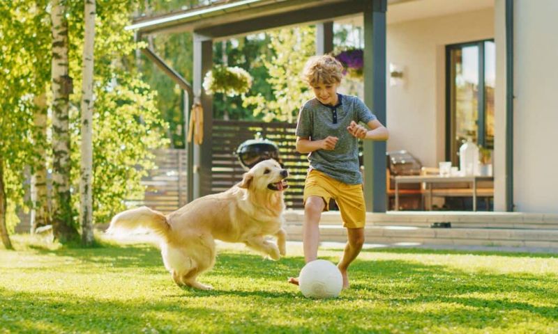 Labrador Retriever