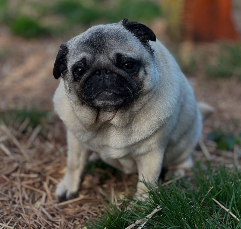 Respecting Breed-Specific Needs
