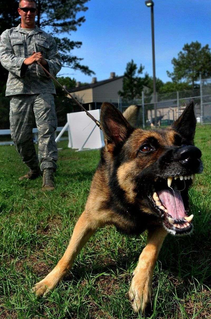 Prone to Aggression if Poorly Handled