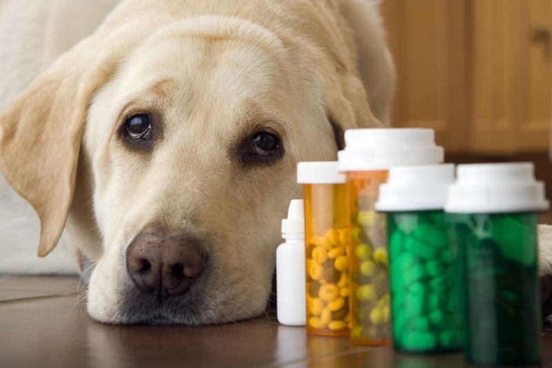 Drug Allergies: When Medicine Makes Matters Worse