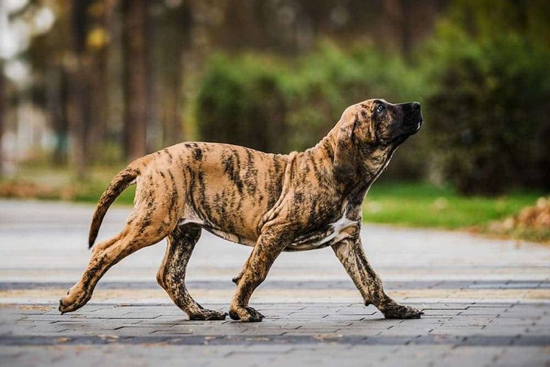 Brazilian Mastiff (Fila Brasileiro)