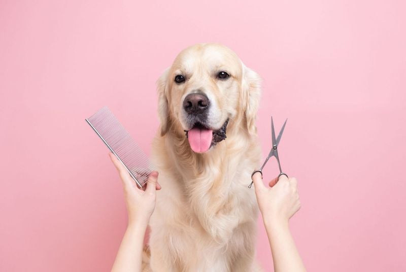 Grooming Habits Vanish