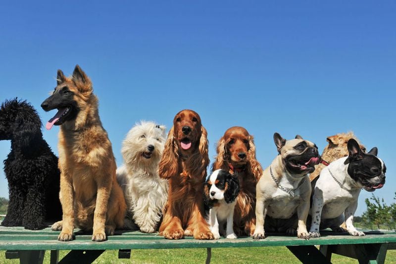 Global Canine Companions