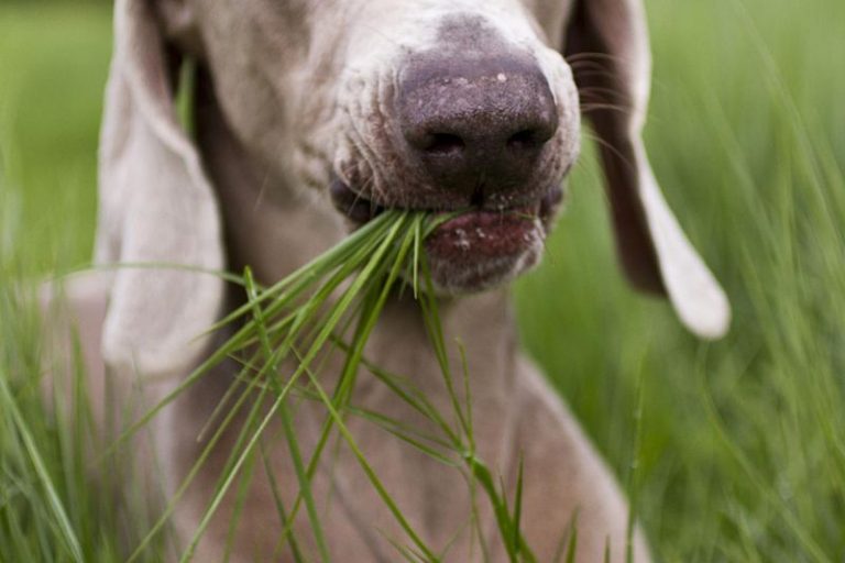 Image showcasing 10 Common Reasons Dogs Eat Grass—and What You Can Do to Stop It