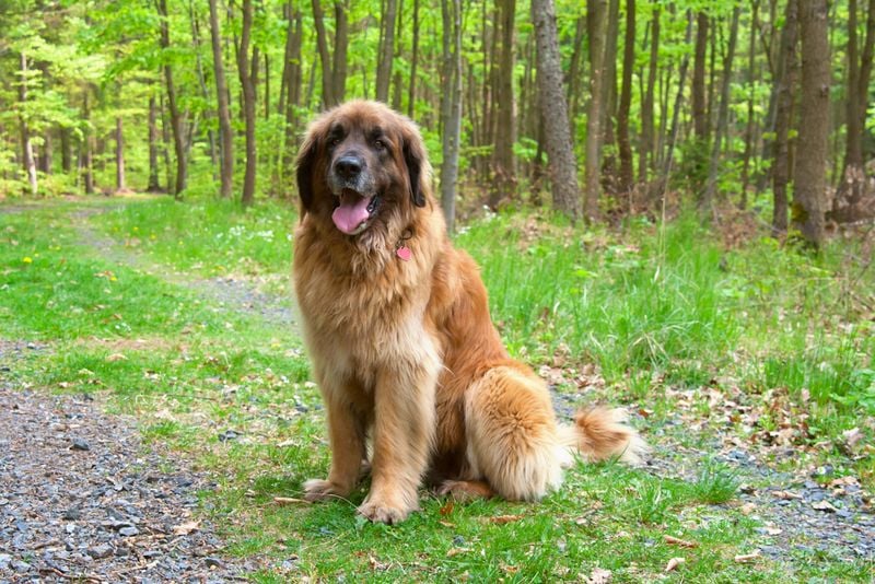 Leonberger: The Lion-Hearted Companion