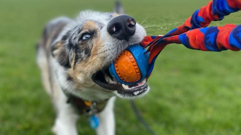 Playtime Favorites