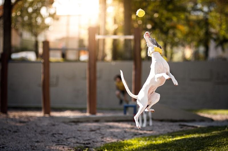 Whippet