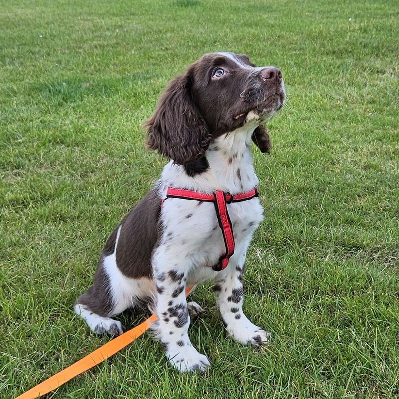 English Springer Spaniel: The Eager Field Scholar