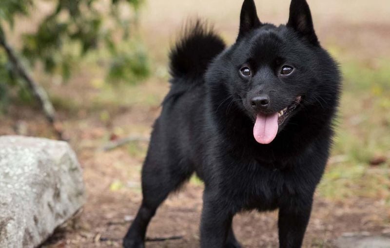 Schipperke