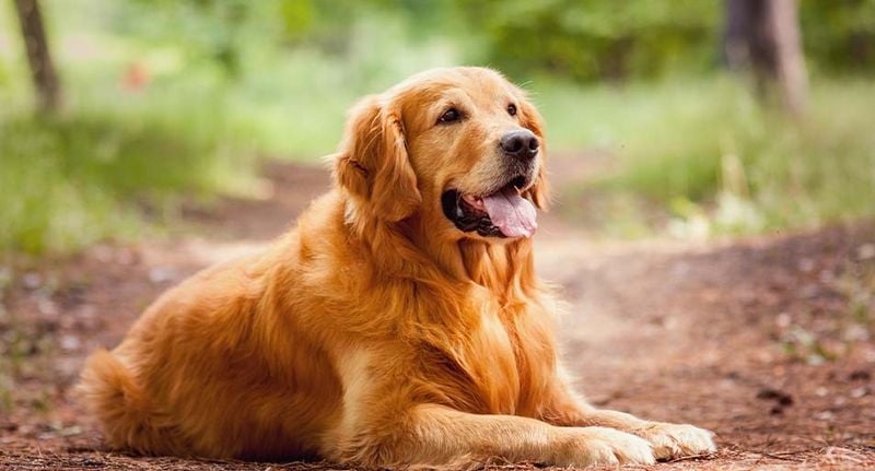 Golden Retriever: The Gentle Soul