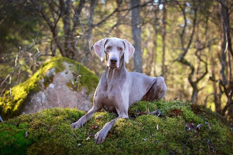 Weimaraner (Germany)