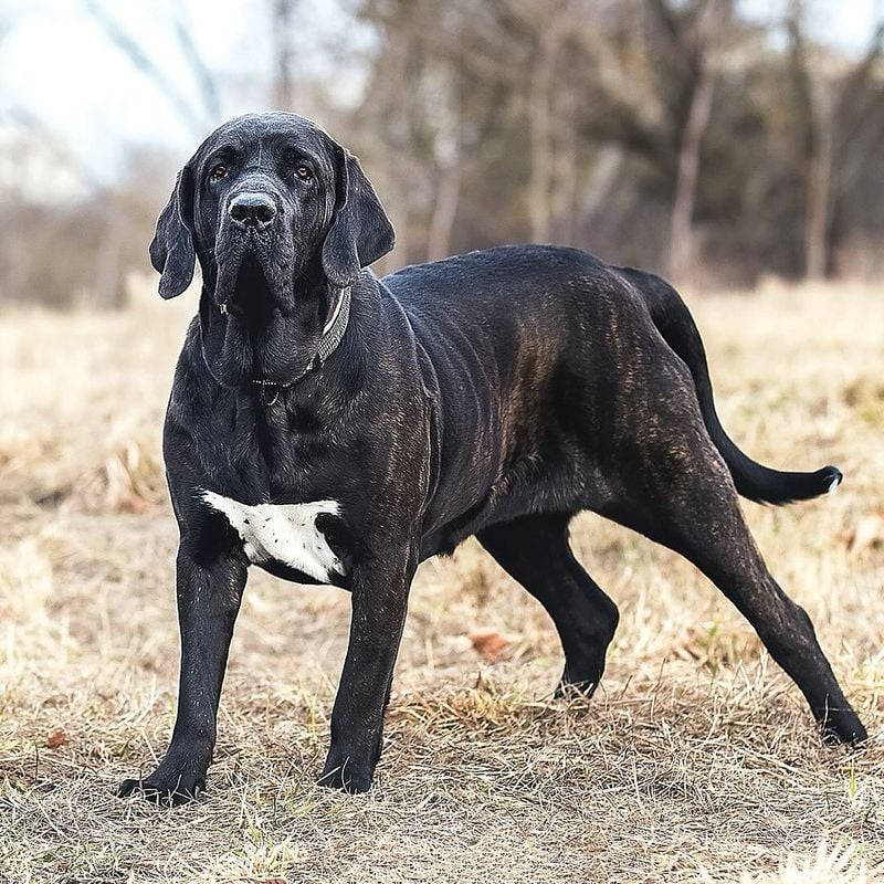 Fila Brasileiro