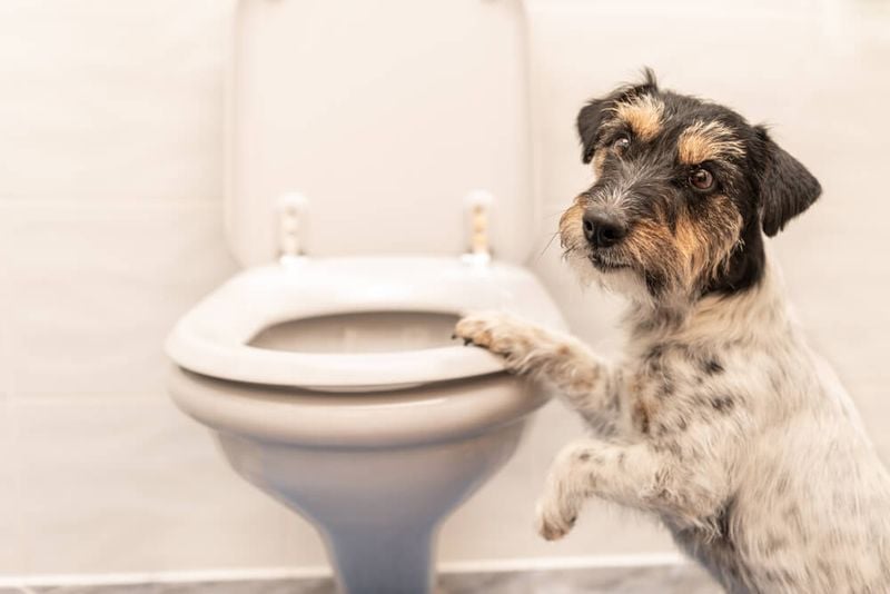 Chronic Diarrhea