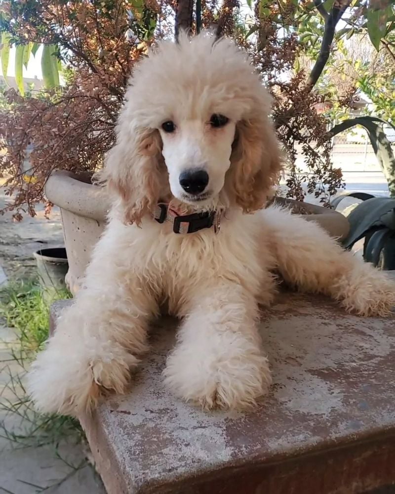 Poodles: Elegant Intellects with Playful Hearts