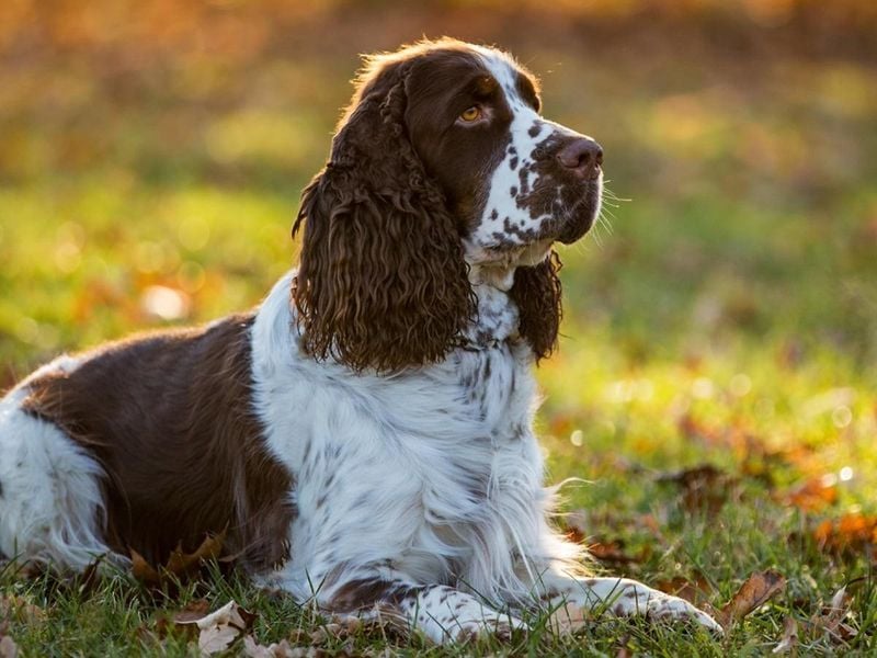 Cocker Spaniels: High Maintenance Beauty Queens