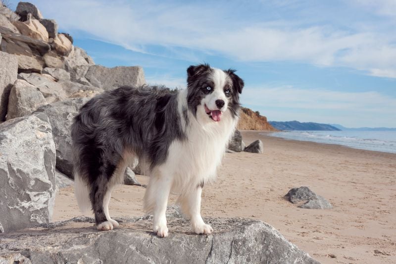 Border Collie: Too Smart for Their Own Good