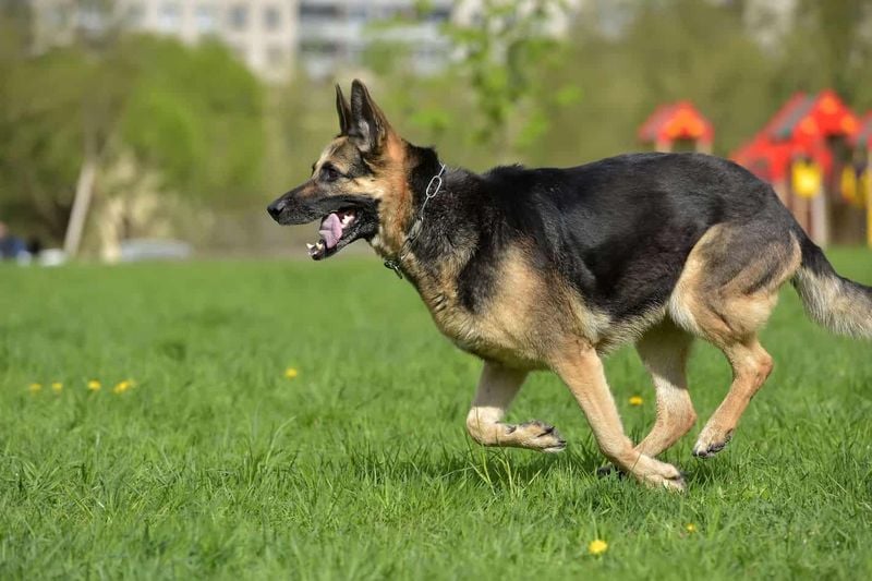 German Shepherd