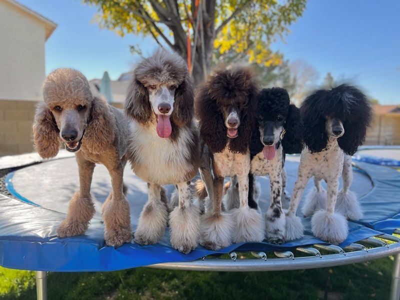 Poodles: Clever Canine Companions