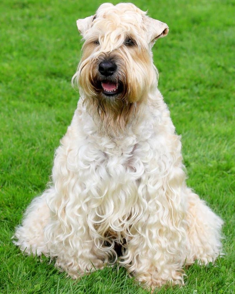 Soft-Coated Wheaten Terrier: The Bouncy Sweetheart