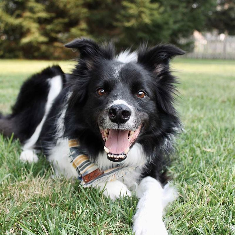 Border Collie