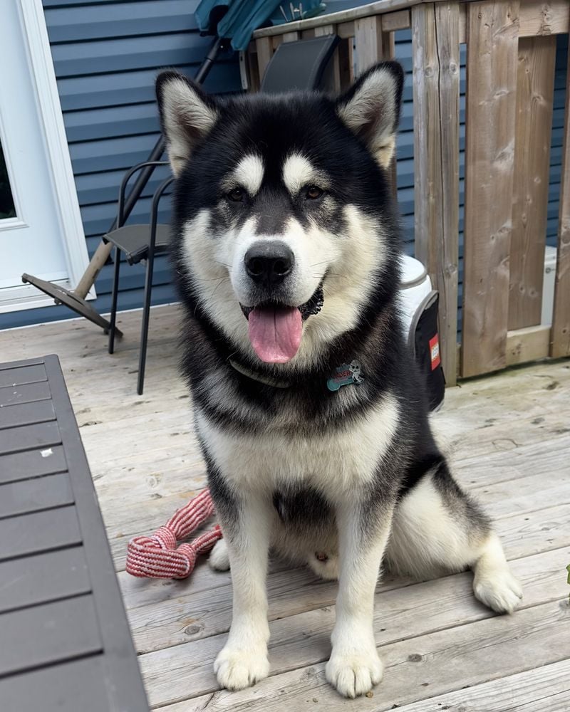Alaskan Malamute