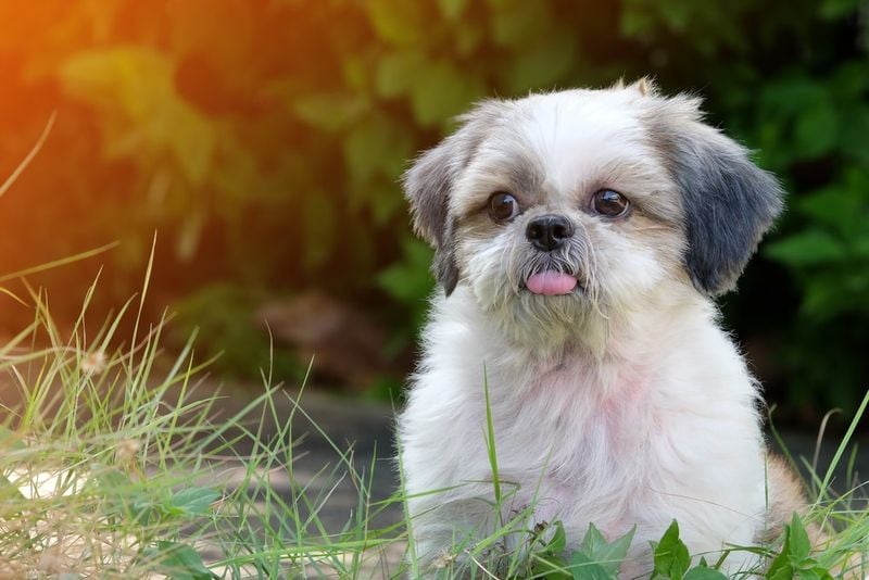 Shih Tzu