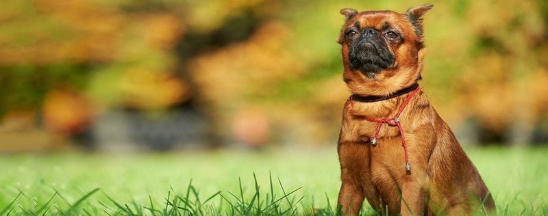 Brussels Griffon