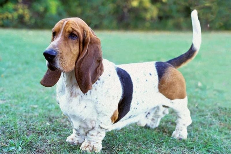Basset Hounds: Low-Riding Loyalists With Soulful Eyes