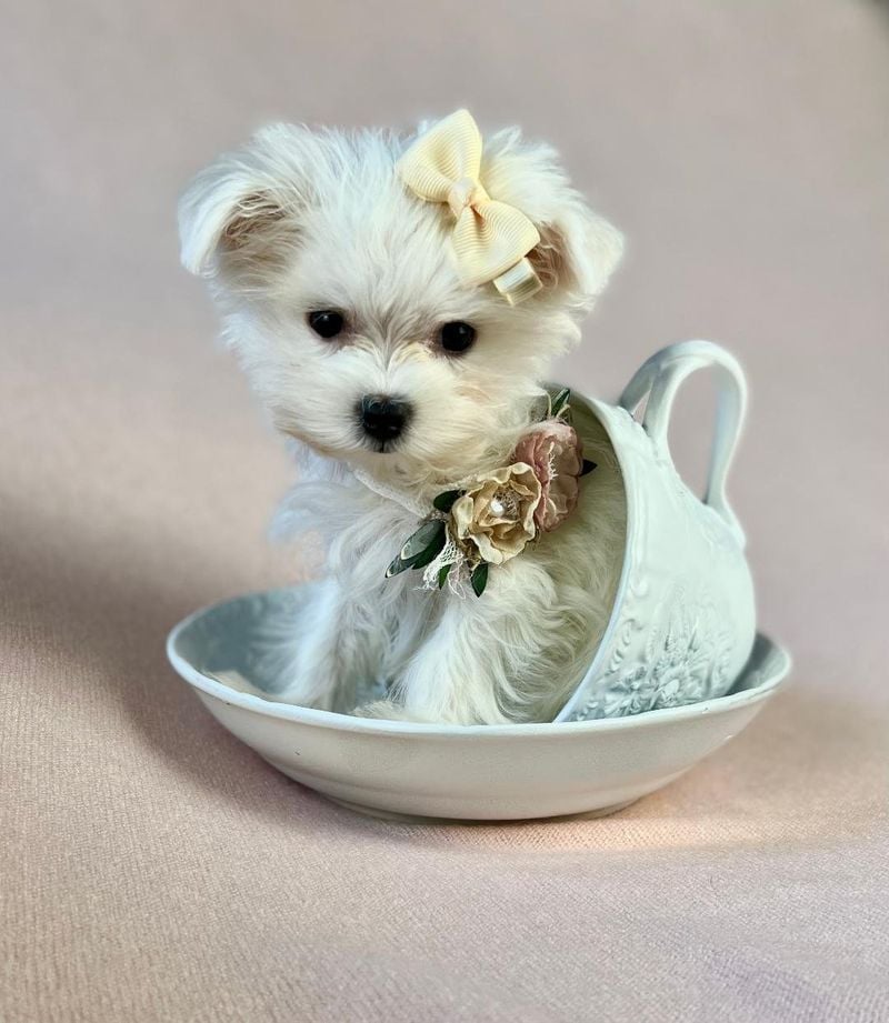 Teacup Maltese