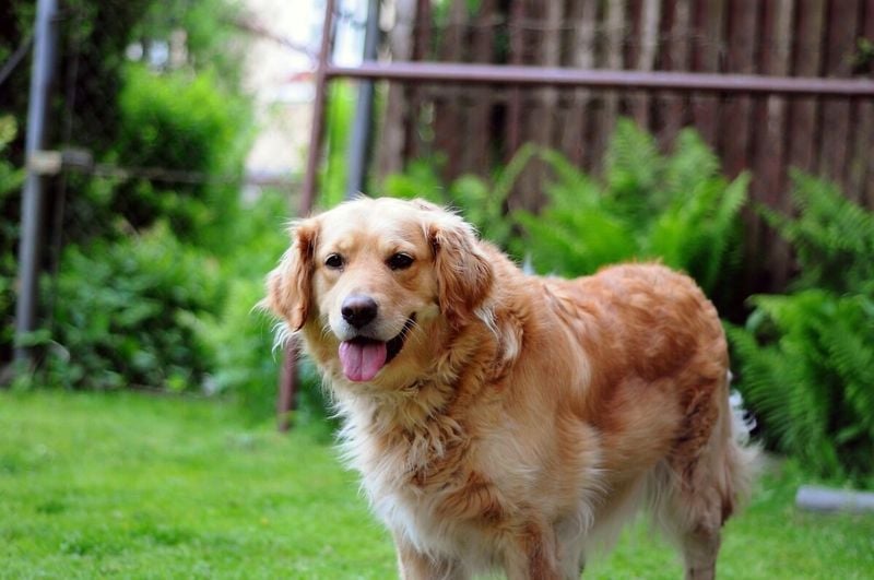 Golden Retriever